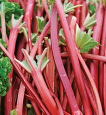 Rhubarb