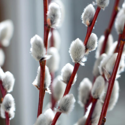 Fuzzy Willows