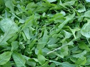 Arugula