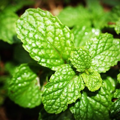mint, leaf, menthol