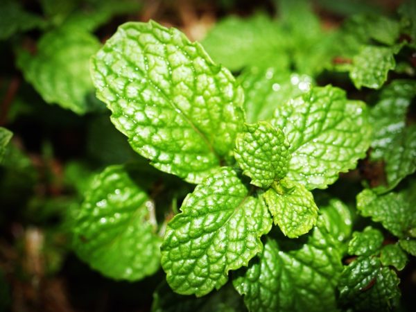 mint, leaf, menthol