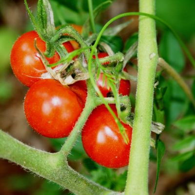 tomatoes, cherry tomatoes, cocktail
