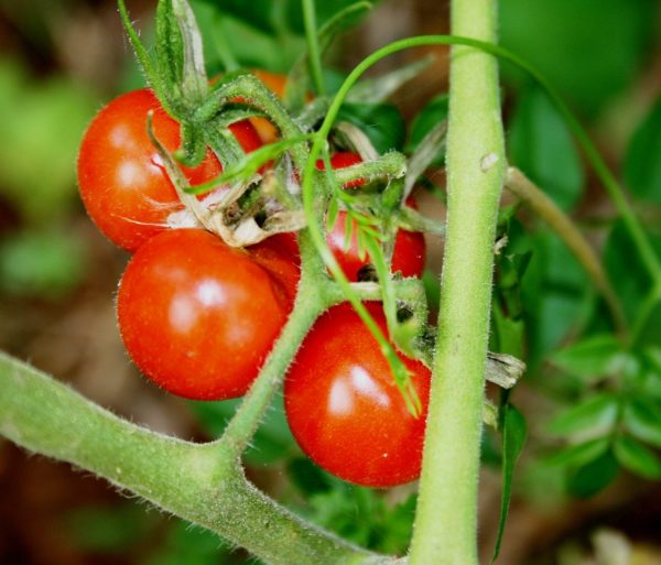 tomatoes, cherry tomatoes, cocktail